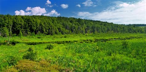Free Images Landscape Tree Forest Wilderness Sky Hiking Field
