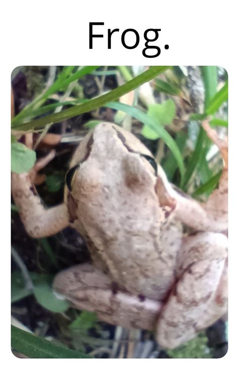 Frog Rmartincitopants
