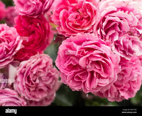 Pink Rose Flowers In Bloom Stock Photo Alamy