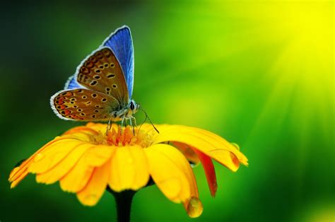 Close Up Wallpaper Butterfly Insect Flower Drops Yellow