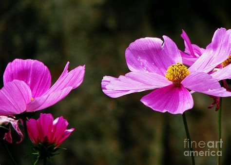 Wild Rose Flower Of Colorado 2 Photograph By Diane M Dittus Fine Art