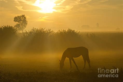 Horse At Sunrise Photograph By David Arment Fine Art America