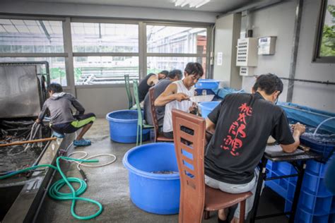 Momotaro Koi Farm | Koi Breeders | Okayama, Japan