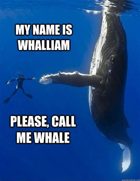 16 Whale Memes That Will Make You Laugh All Day Funny Animal Memes