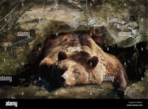 Sleeping Bear Den Hi Res Stock Photography And Images Alamy