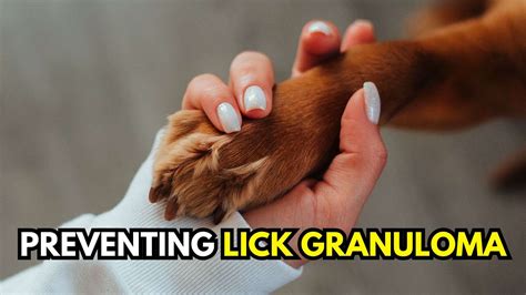 Lick Granuloma In Dogs Does It Require Antibiotic Treatment