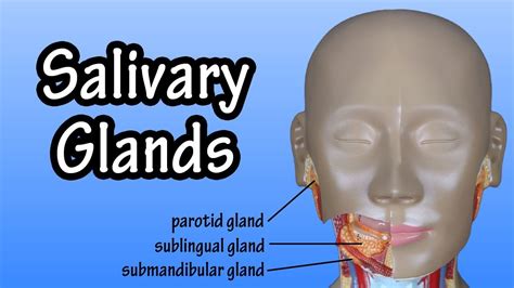 Functions Of The Salivary Glands Structure Of The Salivary Glands