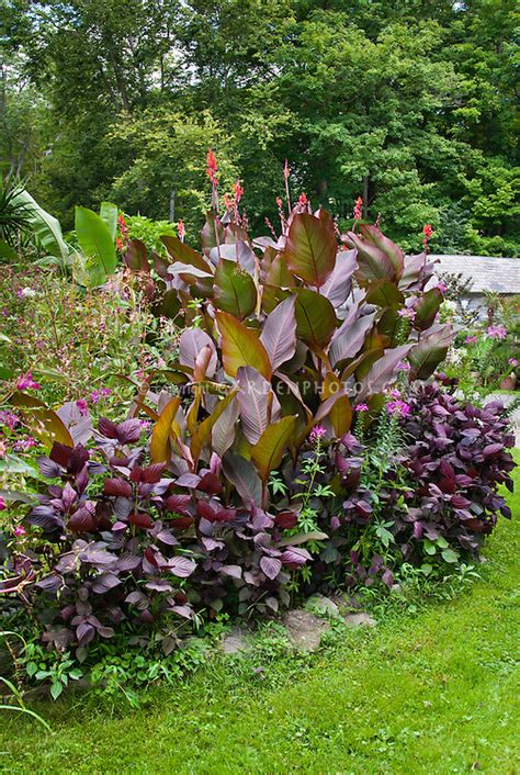 Tropical Style Purple Foliage Tall Vertical Interest