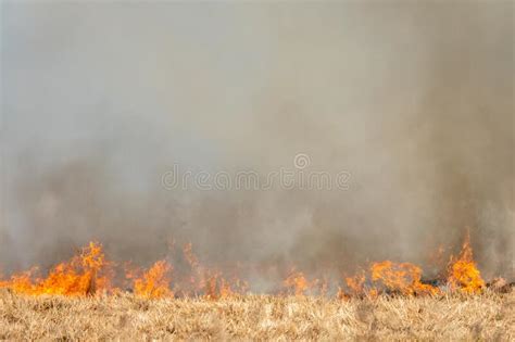 Forest Fire Burning Wildfire Close Up At Day Time Stock Photo Image