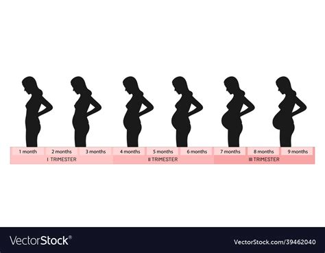 Pregnant Belly Stages Month By Month