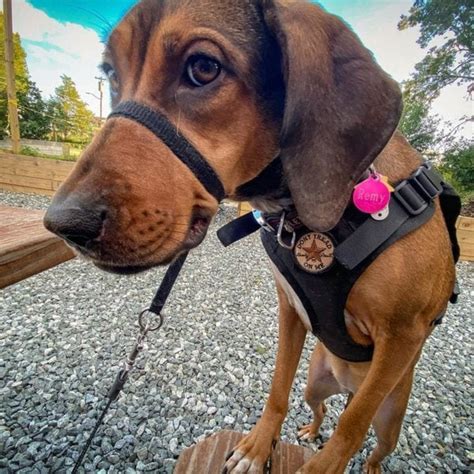 21 Rhodesian Ridgeback Mixes That Youll Never Know Existed In Southern