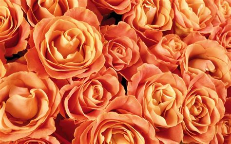 Orange Flowers Wallpapers Top Free Orange Flowers Backgrounds