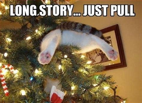 10 Hilarious Pictures Of Cats Getting Stuck