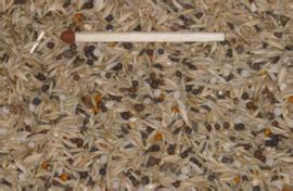 The genus contains several species groups including canaries, seedeaters and the african siskins. Blattner Miscela per Serinus Alario Speciale 1kg (Girlitz ...