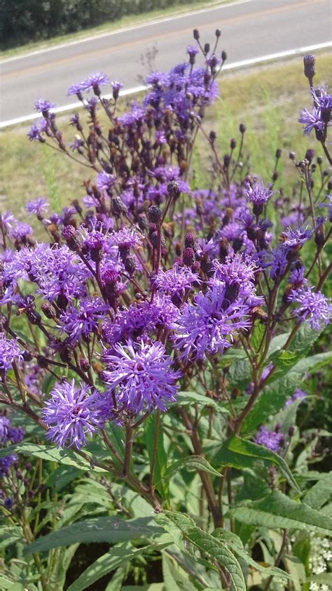 Purple Wild Flower Id In The Plant Id Forum