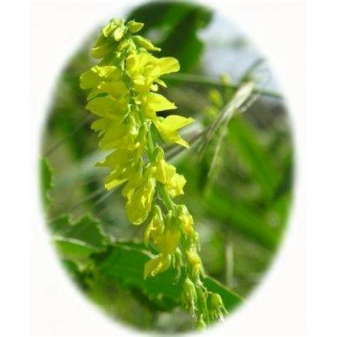 Ribbed Meli Lot Seeds Melilotus Officinalus From Wildflowers Uk