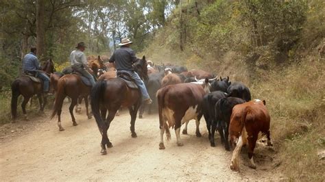 Mountain Cattlemens Association Of Victoria Annual Get Together