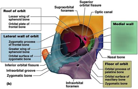 Boundaries Of Orbit Medial Wall Diagram Quizlet