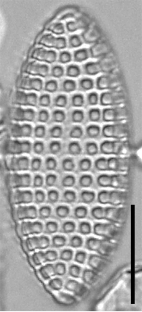 Image Image1jpeg Species Diatoms Of North America