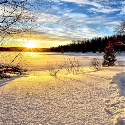 Laeacco Winter Snow Sunrise Forest Landscape Photography