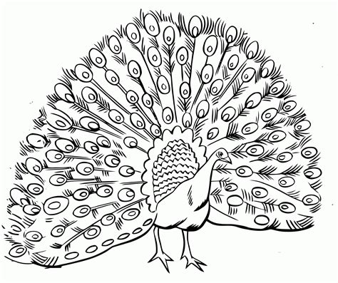 Printable cartoon peacock coloring pages. Cool Coloring Pages For Adults Peacock - Coloring Home
