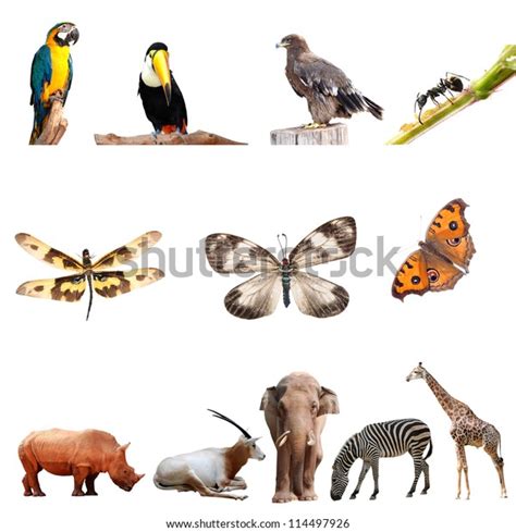 Real Animal Collection Isolated On White Stock Photo 114497926