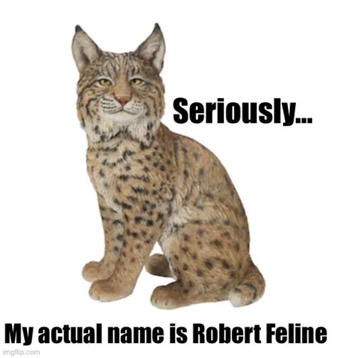 Bobcat Robert Feline Imgflip