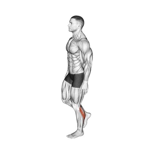 Seated Calf Raise With Dumbbells