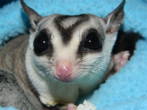 The Compulsive Ramblings Of A Philotherian Sugar Glider