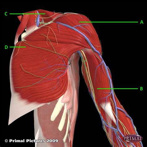 Primal Pictures Chestshoulder Muscle Anatomy Diagram Quizlet