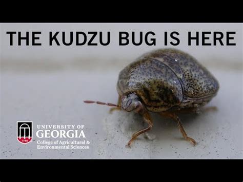 I know what you're thinking, why is this moron after spending months tucked away in the walls or the attic, they have simply forgotten how they got into the structure. Kudzu Bug Spreads Across the Southeast - YouTube