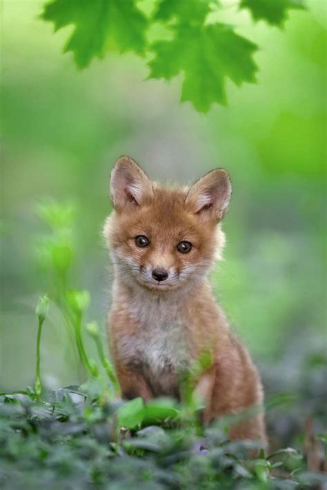 ~~red Fox Pup By Nick Kalathas~~ Fox Pups Animals