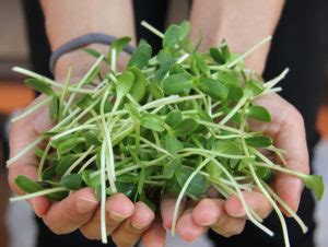 You can also grow guavas from the root cuttings. The Fastest Growing Vegetables and Fruits Every ...