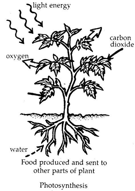 Terms in this set (62). Photosynthetic process