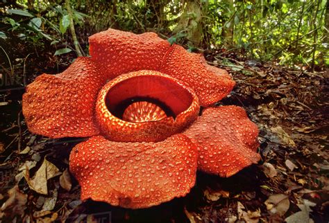 Rafflesia Flower Rafflesia Keithii Mt Kinabalu National Park Sabah