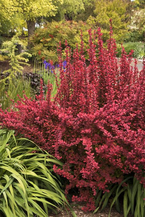 Pomegranates, a fruit popular in spanish and middle eastern cuisine, can add beauty and function to a garden. Orange Rocket Barberry | Outdoor plants, Orange rocket ...