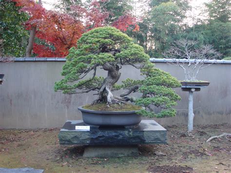 Bonsai Mais Velho Do Mundo