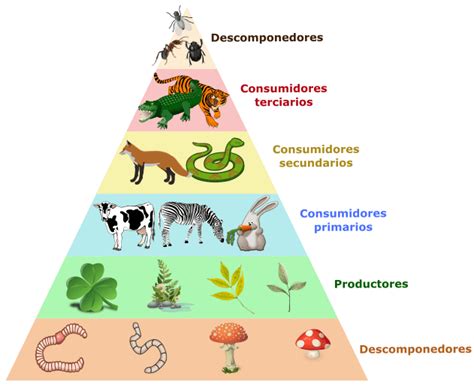 Descubre la cadena alimenticia de manera divertida con estas increíbles