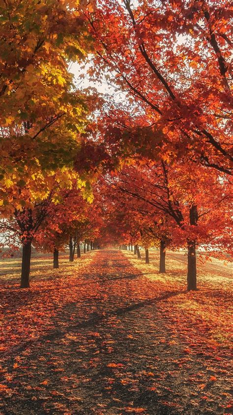 720p Free Download Autumn Falls Natural Autumn Colors Fall Hd