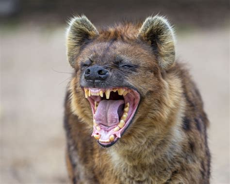 From Apes To Birds There Are 65 Animal Species That Laugh Ars Technica