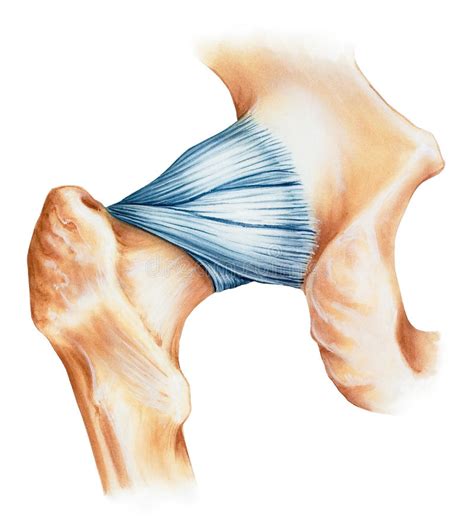 Hip Joint Capsule Ligaments Stock Photo Image Of Bones Iliofemoral