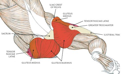 Diagram Of Glutes And Hamstrings Yoga Anatomy Glues Hamstrings
