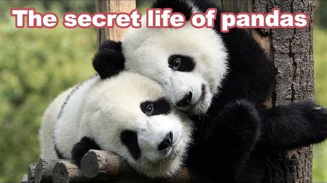 Pin By 知名 不具 On Panda Panda Magic Treehouse Mind Blowing Facts