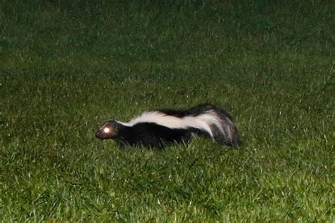 Saving Your Lawn From Grub Loving Skunks
