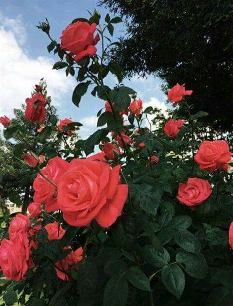 Pin By Padma Sharma On Rose Aesthetic Roses Pretty Flowers Flower
