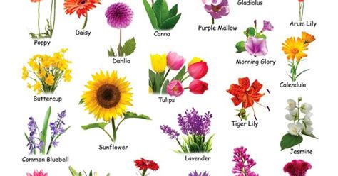 Name Different Flowers Beautiful Flower Arrangements And