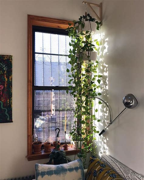 8 Beautiful Hanging Plants Perfect For Apartments Thefab20s Living
