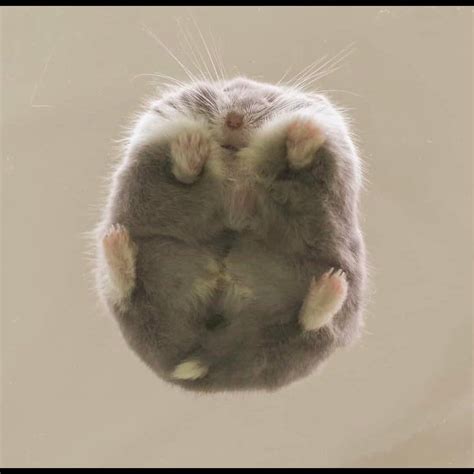 Psbattle This Round Fluffy Squishy Hamster Standing On Glass Looking