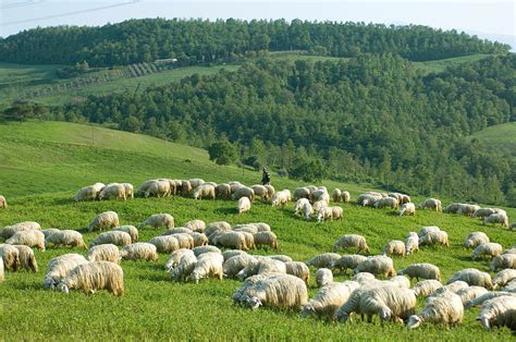 A Herd Of Sheep Graze On A Hillside Photograph By Joel Sartore