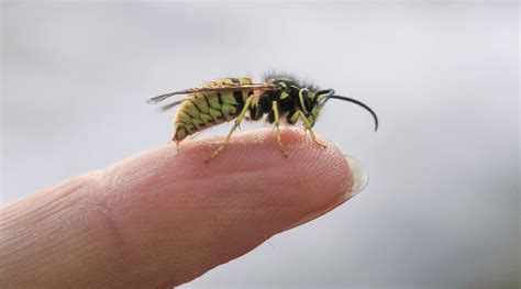 Użądlenie osy i pszczoły jak wygląda Objawy przyczyny pierwsza